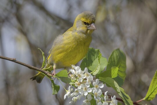 Greenfinch (Carduelis chloris) on flowering branch of European bird cherry (Prunus padus), Baden-W&uuml;rttemberg, Germany