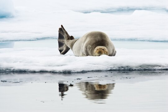 Bearded Seal or Square Flipper Seal (Erignathus barbatus) on an ice floe, Spitsbergen, Norway
