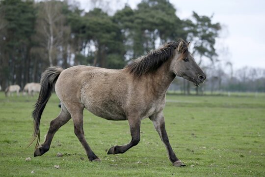 D&uuml;lmen pony, Dulmen, North Rhine-Westphalia, Germany