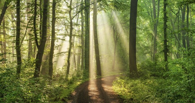 Hiking trail through light-flooded natural deciduous forest with fog in the morning, Burgenlandkreis, Saxony-Anhalt, Germany