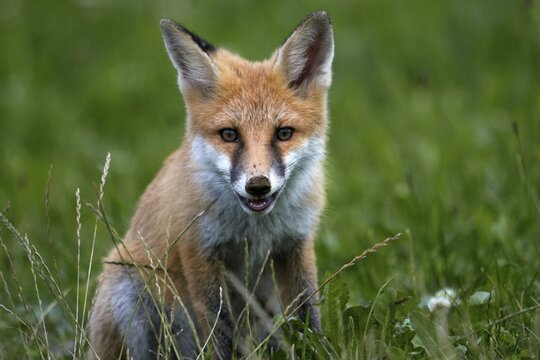 Portrait of a Red Fox (Vulpes vulpes)