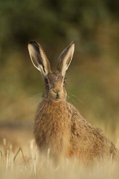 Brown hare (Lepus europaeus), alert, sitting in a field, Suffolk, United Kingdom