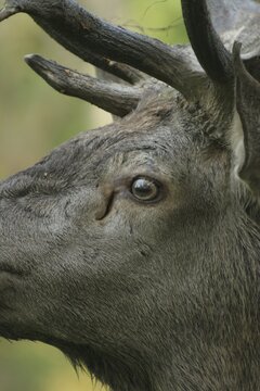 Red Deer (Cervus elaphus), its tear duct slightly opened