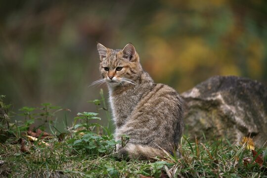 Wild Cat (Felis silvestris), Bad Mergentheim outdoor enclosure, Baden-Wuerttemberg, Germany, Europe