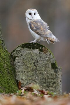 Common barn owl (Tyto alba), on a gravestone, Czech Republic