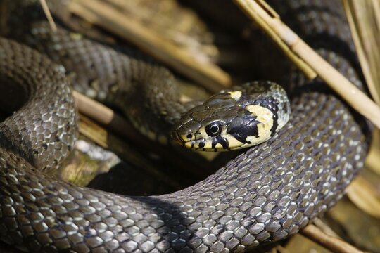 Ringed Snake or Grass Snake (Natrix natrix) sunbathing, Bavaria, Germany, Europe