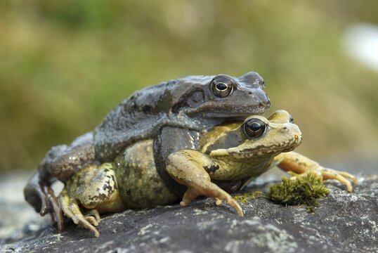 Mating European Common Frogs (Rana temporaria), Kurzer Grund, Kelchsau, Tyrol, Austria, Europe