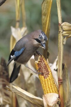 Eurasian Jay (Garrulus glandarius) perched on a corncob, cob of corn