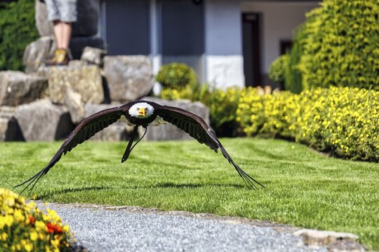 Bald eagle (Haliaeetus leucocephalus) flying, captive, bird park, demonstration at the Berlebeck Eagle Sanctuary, Detmold, North Rhine-Westphalia, Germany