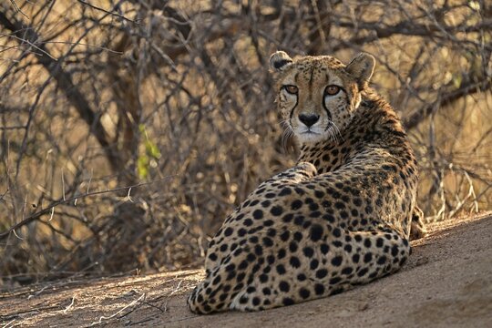 Cheetah (Acinonyx Jubatus) lying next to a termite mound and looking back at the camera, Okonjima Game Farm, Namibia