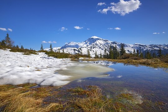 Mountain landscape with meltwater pools and spruce trees, spring, Gilfert in the background, Naunz, Tux Pre-Alps, Tyrol, Austria