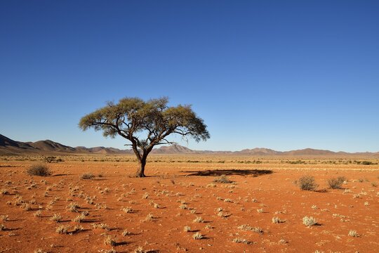 Desert landscape with umbrella thorn acacia (umbrella acacia tortilis) in the foreground, Tiras Mountains, Namibia