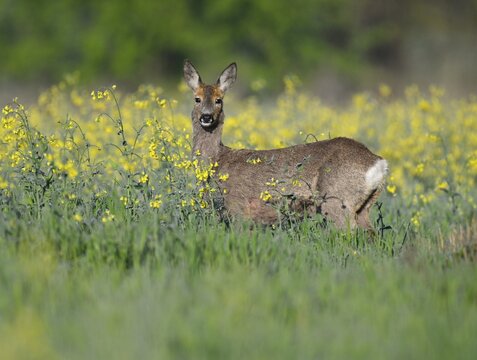 European roe deer (Capreolus capreolus), doe standing at a rapeseed field, rapeseed (Brassica napus), wildlife, Thuringia, Germany