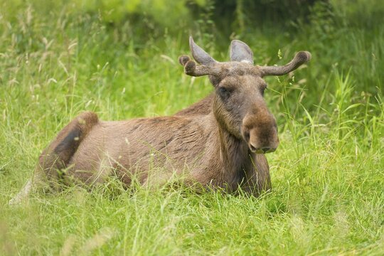 Eurasian Elk or Moose (Alces alces), bull moose with antlers in velvet, lying on a meadow, captive, Lower Saxony, Germany