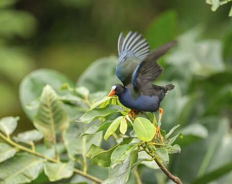 Allen's gallinule (Porphyrio alleni), male, occurring in sub-Saharan Africa, captive, Germany