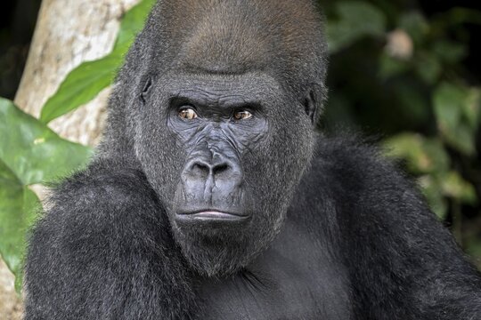 Western lowland gorilla (Gorilla gorilla gorilla), portrait, R&eacute;serve L&eacute;sio-Louna nature reserve, near Moembe, Plateau department, Republic of the Congo