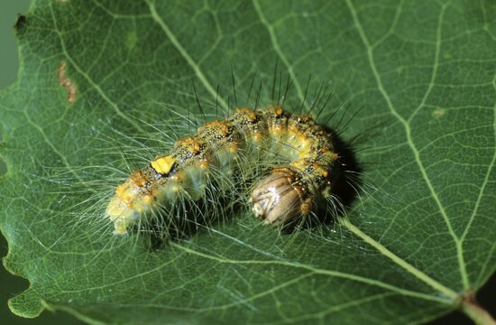 Poplar Grey (Acronicta megacephala) caterpillar