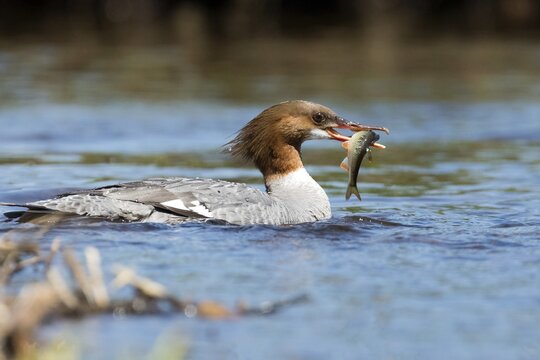 Common merganser (Mergus merganser) . female catching a fish, La Mauricie national park, province of Quebec, Canada,