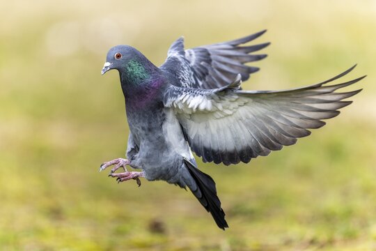 City dove (Columba livia forma domestica) in flight, wildlife, Germany