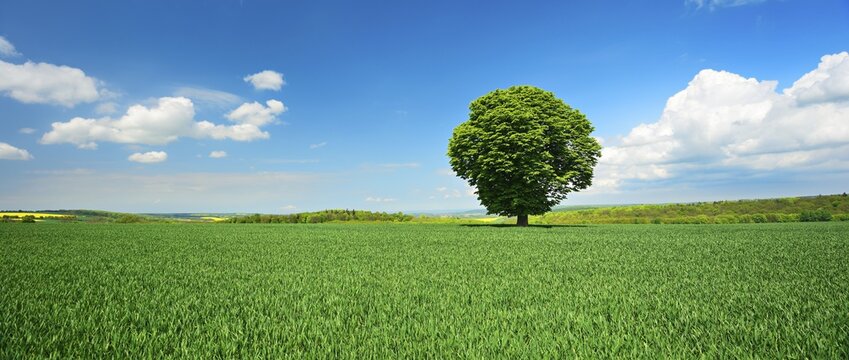 Large solitary horse chestnut (Aesculus) on green field, blue sky with cumulus clouds, Burgenlandkreis, Saxony-Anhalt, Germany