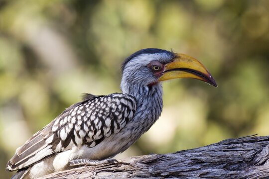 Yellow-billed Hornbill (Tockus flavirostris), Savuti, Chobe National Park, Botswana, Africa