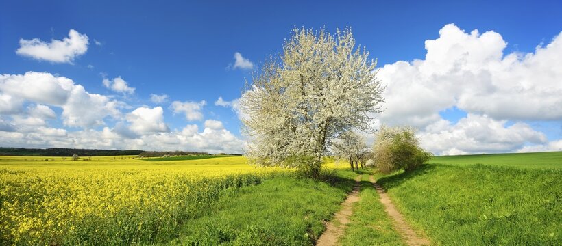 Cultural landscape in spring, country lane through rape field and wheat field, blossoming cherry trees, blue sky with cumulus clouds, near Freyburg, Burgenlandkreis, Saxony-Anhalt, Germany