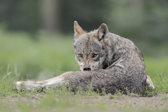 European gray wolf (Canis lupus lupus), captive, Germany