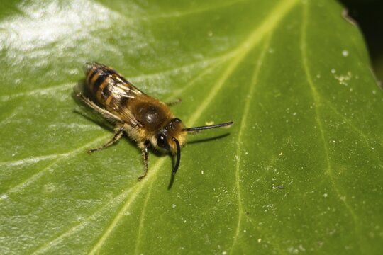 Ivy bee (Colletes hederae) adult insect on an ivy plant leaf in the summer, England, United Kingdom