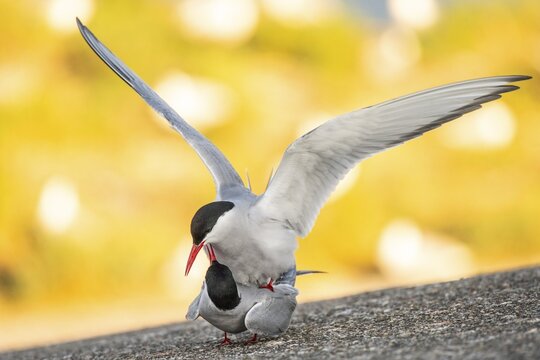 Arctic tern (Sterna paradisaea) mating, Eider barrage, T&ouml;nning, Schleswig-Holstein, Germany
