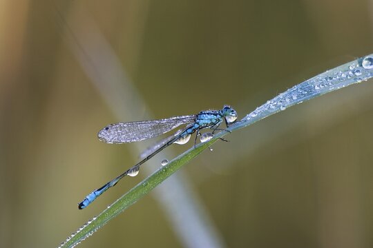Blue-tailed Damselfly (Ischnura elegans) with dew drops, Bavaria, Germany, Europe