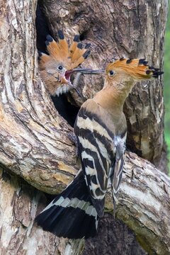 Hoopoe (Upupa epops), adult feeding nestling at the entrance of the nest cavity with the larva of a snake, St. Margarethen, Tyrol, Austria