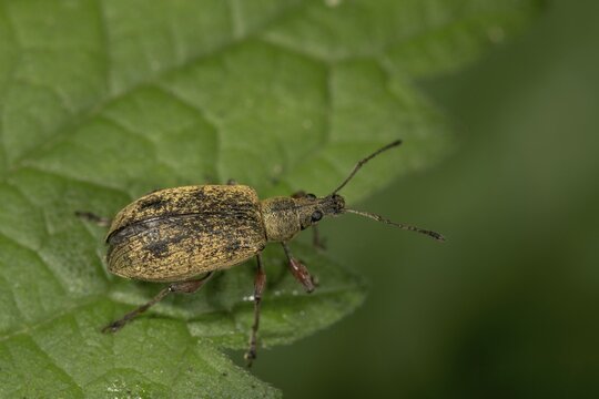 Green weevil (Phyllobius) Brown colour variant on a leaf, Baden-W&uuml;rttemberg, Germany