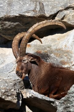 Alpine ibex (Capra ibex), captive, Austria, Europe