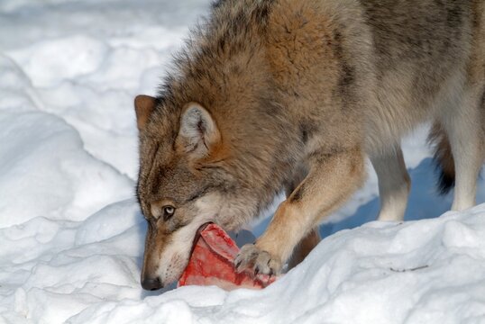 Gray Wolf or Timber wolf (Canis lupus lycaon) feeding, Bavarian Forest National Park, Bavaria, Germany, Europe