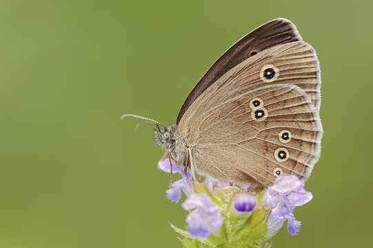 Ringlet (Aphantopus hyperantus), North Rhine-Westphalia, Germany