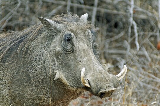 Warthog (Phacochoerus africanus), portrait, Kruger National Park, Mpumalanga, South Africa