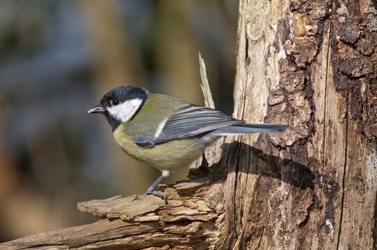 Great Tit (Parus major), foraging for food, Untergr&ouml;ningen, Abtsgmuend, Baden-W&uuml;rttemberg, Germany