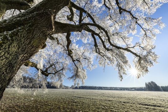 Snow-covered tree with sunshine in a wintry landscape, Maria Schnee, Nassenbeuren, Unterallg&auml;u, Bavaria, Germany