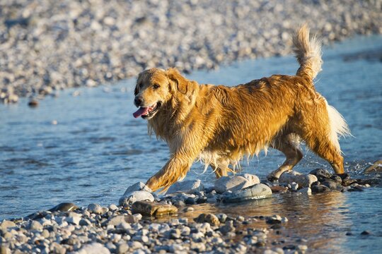 Golden Retriever, Tagliamento braided river, Forgaria nel Friuli, Udine province, Italy