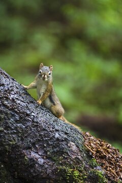 Douglas squirrel (Tamiasciurus douglasii), Mitkof Island, Southeast Alaska, Alaska, USA, North America