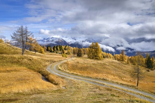 Autumnal larch meadows, behind Olperer, Fu&szlig;stein, Schrammacher, Sagwandspitze, Vinaders, Tyrol, Austria