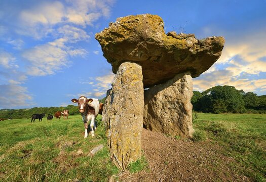 Megalith, 6000 year old, remains of St Lythans burial chamber, cows on field, near St Lythans, Vale of Glamorgan, Wales, Great Britain