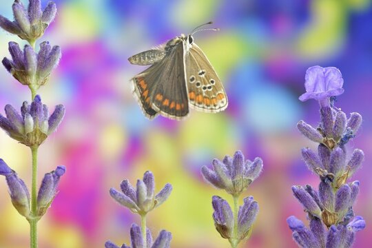 Common blue butterfly (Polyommatus icarus), female in flight on common lavender (Lavandula angustifolia)