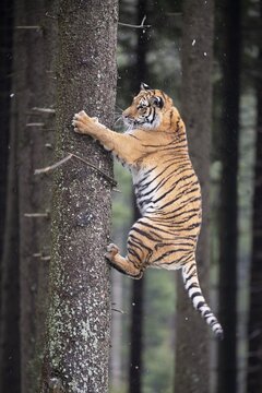 Siberian tiger (Panthera tigris altaica) climbing tree trunk, captive, Czech Republic
