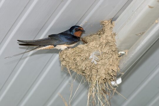 Barn Swallow (Hirundo rustica) in a nest, incubating, Greece, Europe
