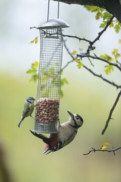 Great spotted woodpecker (Dendrocopos major) and Blue tit (Cyanistes caeruleus) adult birds on a bird feeder, Wales, United Kingdom