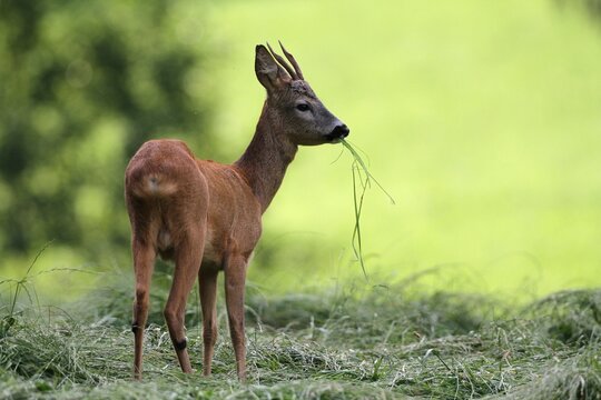 Roe deer (Capreolus capreolus), young buck, Allgaeu, Bavaria, Germany, Europe