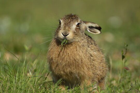 European brown hare (Lepus europaeus) juvenile leveret animal feeding in grassland in summer, England, United Kingdom