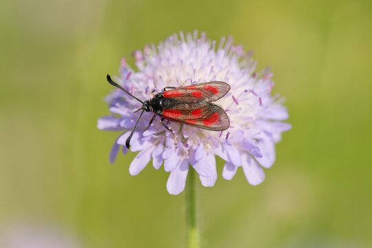 Slender Scotch Burnet (Zygaena loti), Thuringia, Germany