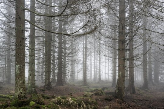 Spruce forest dying due to bark beetle infestation, dense fog, Harz National Park, near Braunlage, Lower Saxony, Germany